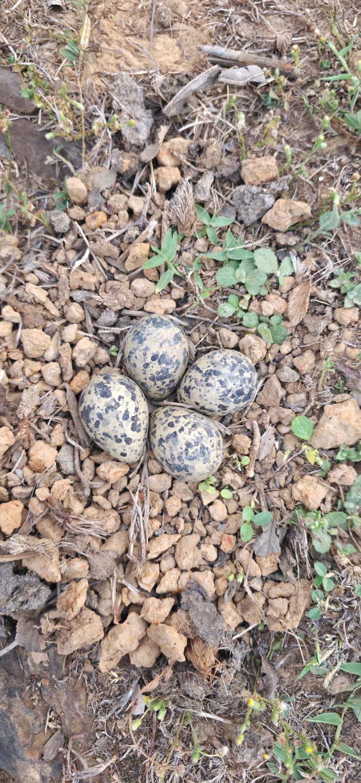 south-panna-forest-division-raipura-range-red-wattled-lapwing-4-eggs-found