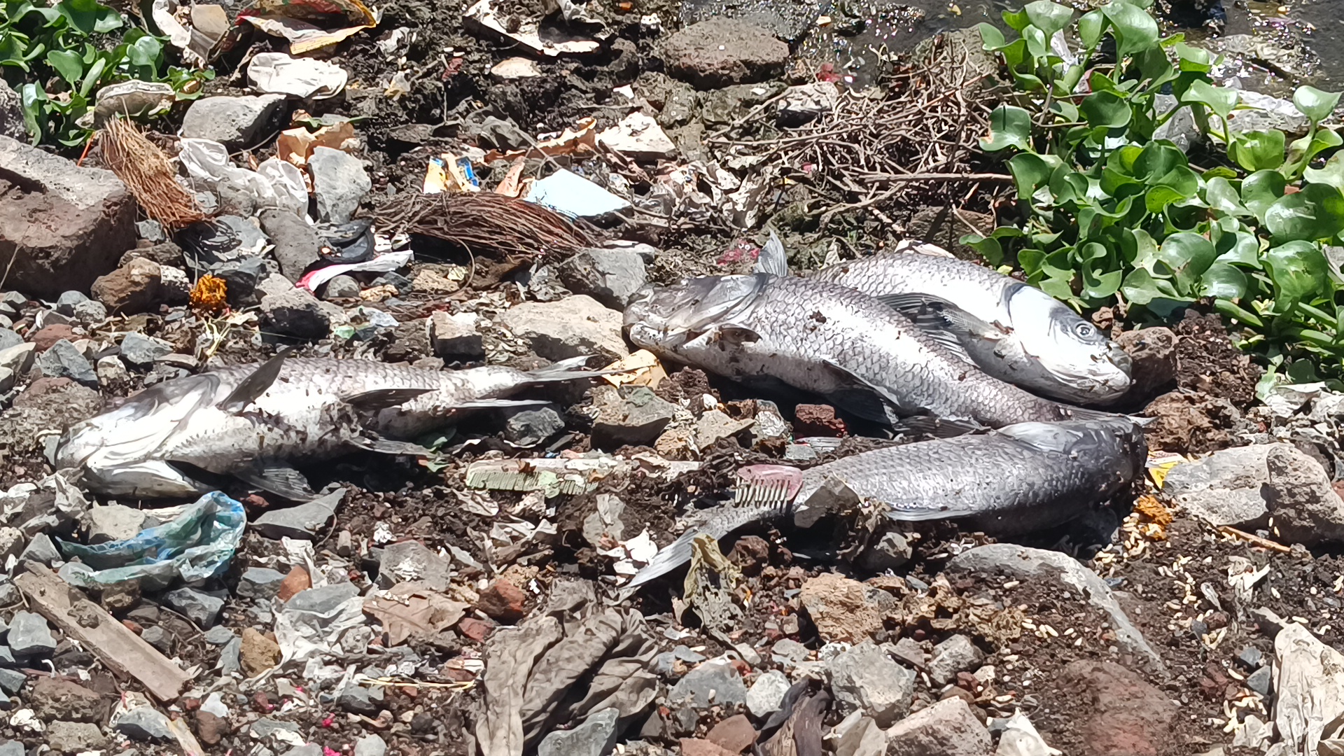 UJJAIN DIED FISH FOUL SMELL