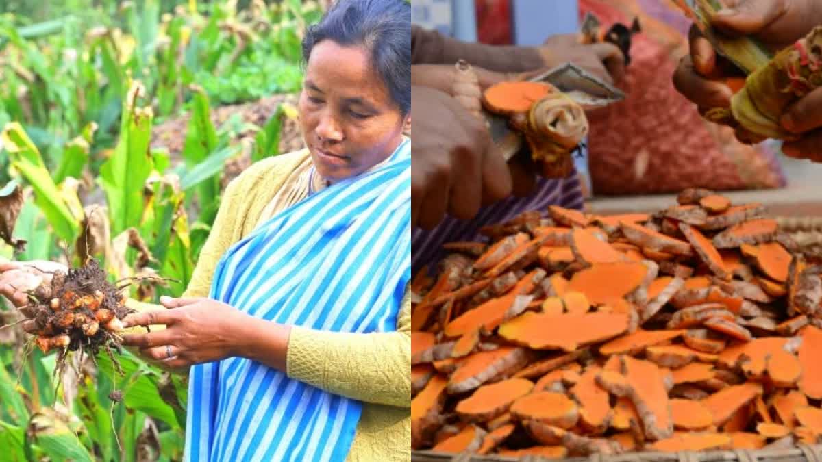 Lakadong Turmeric