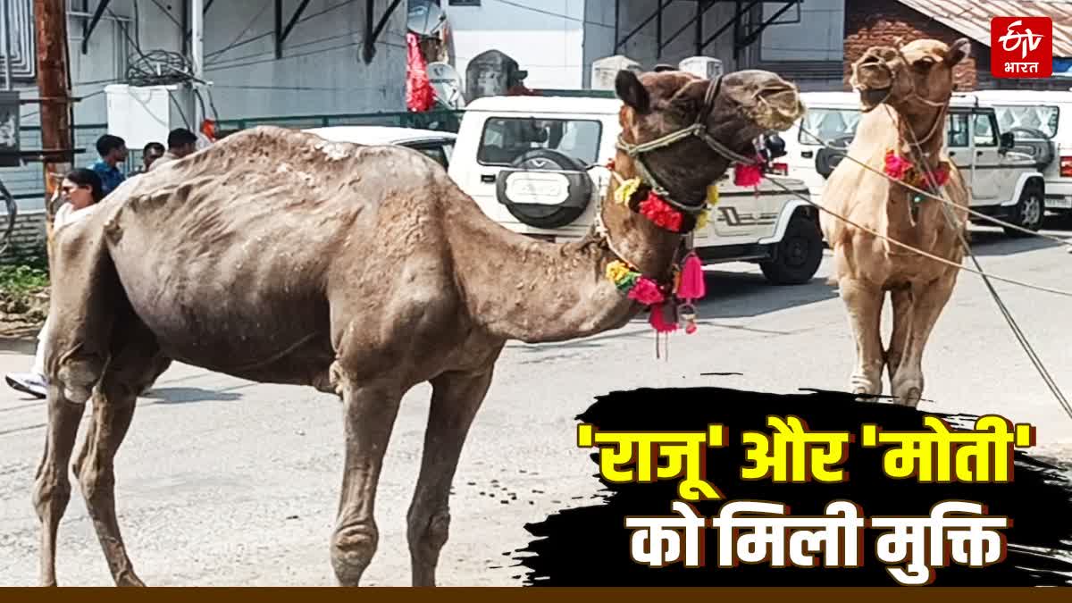 CAMELS FREED IN ALMORA