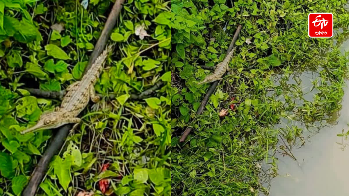 A juvenile Gharial was recently spotted in the Kekaidong River in West Karbi Anglon
