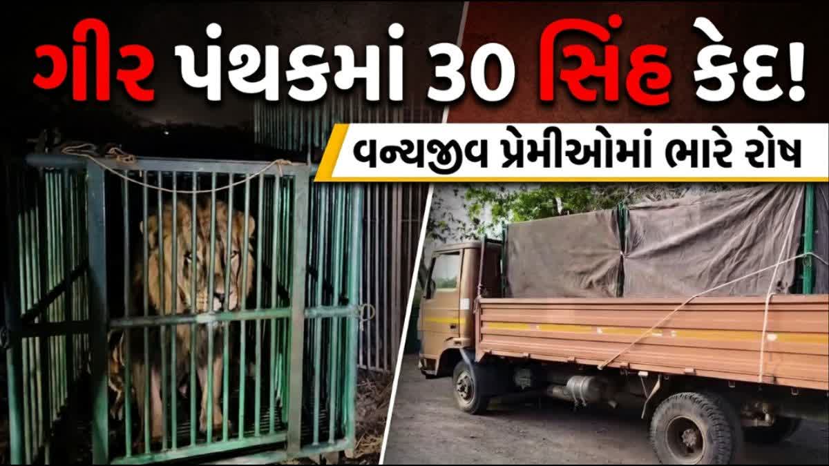 ગીર પંથકમાં 30 સિંહને પાંજરે પુરવામાં આવ્યા