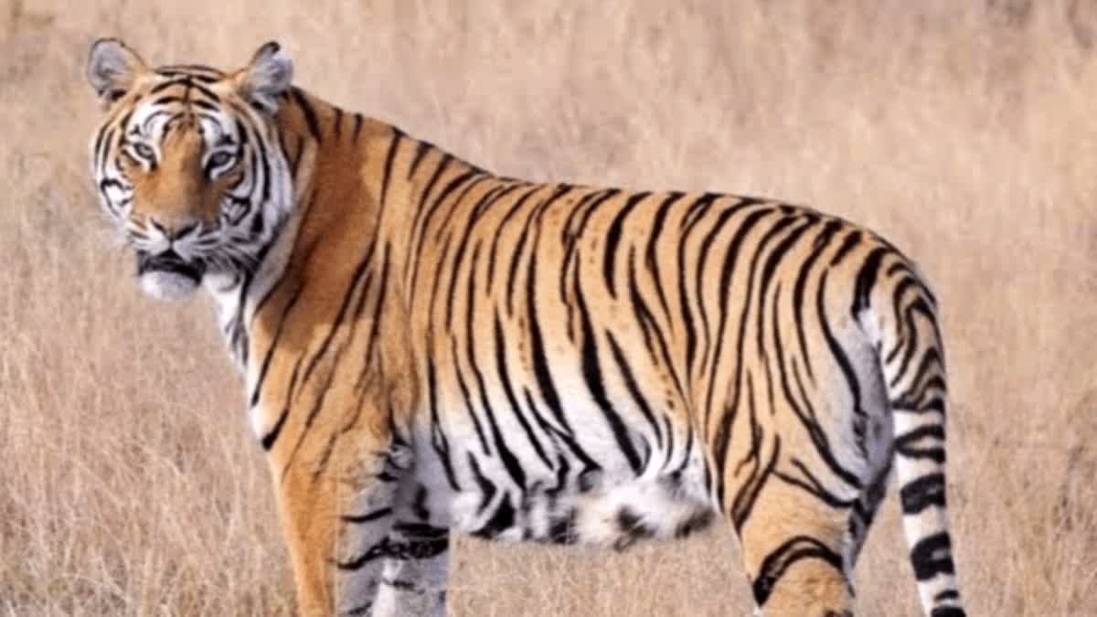 प्रतीकात्मक फोटो.
