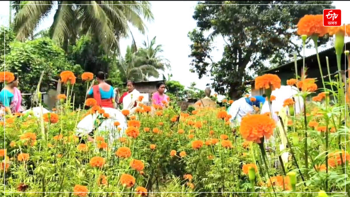 Jagiroad Marigold flower farming