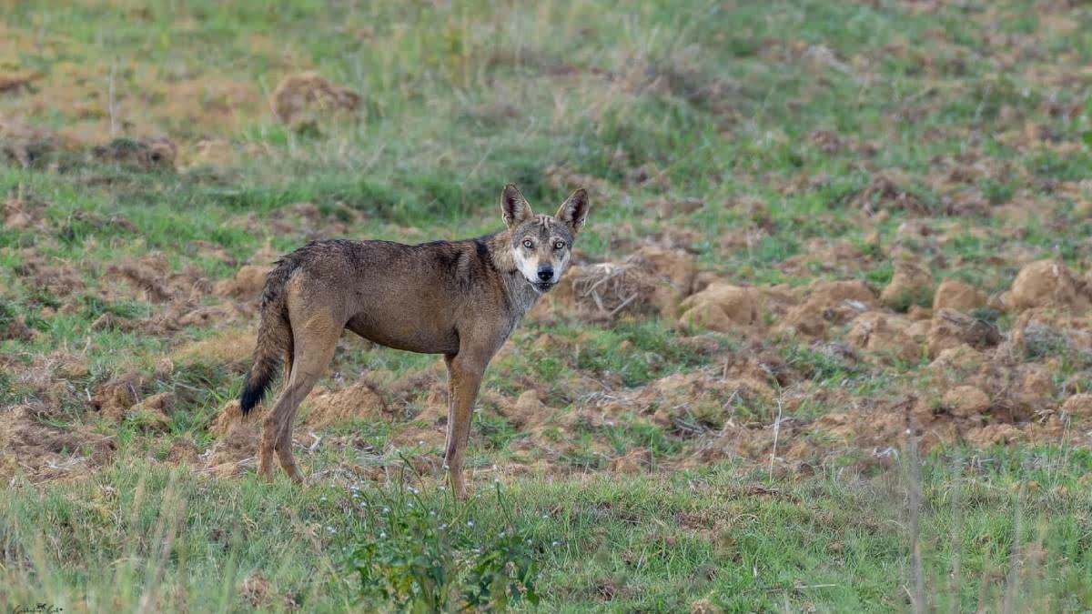 Bengal Forest Dept Launches Campaign To Prevent Attacks On Grey Wolves