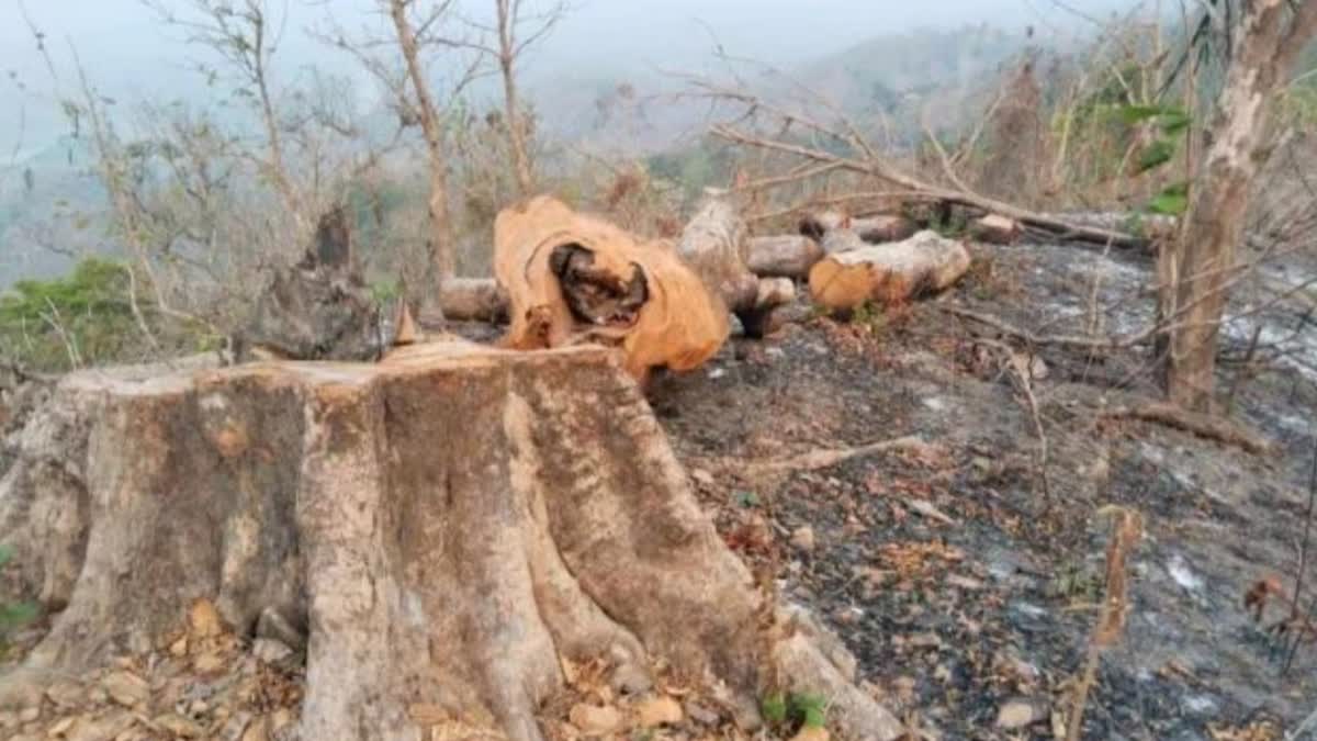 RAISEN TEAK TREES ILLEGAL FELLING