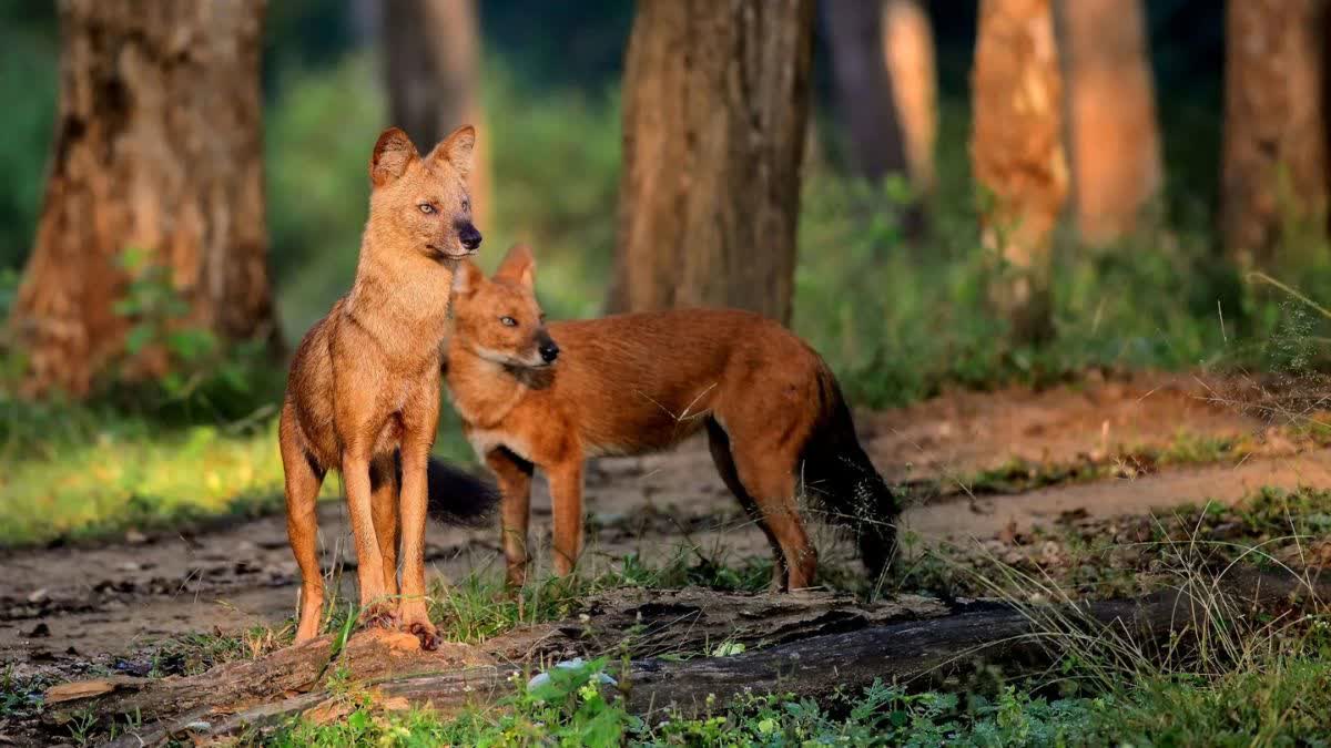Dhole in Udanti Sitanadi Tiger Reserve