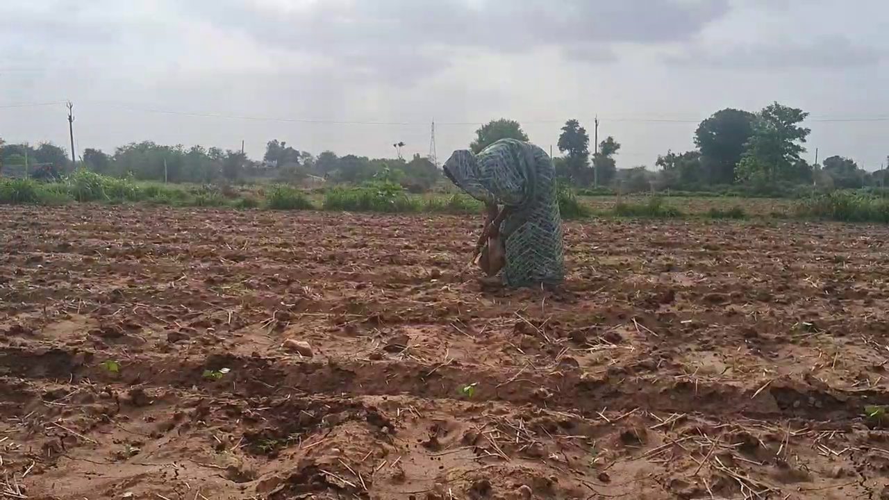 જો સમયસર પાણી નહીં મળે તો પાક નિષ્ફળ જવાના આરે