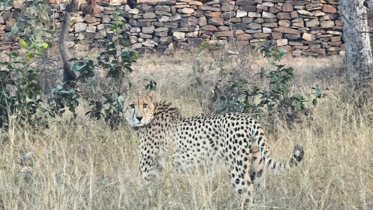 Cheetahs new hunting pattern