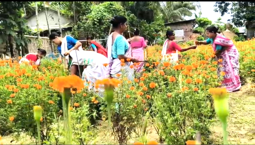 Jagiroad Marigold flower farming