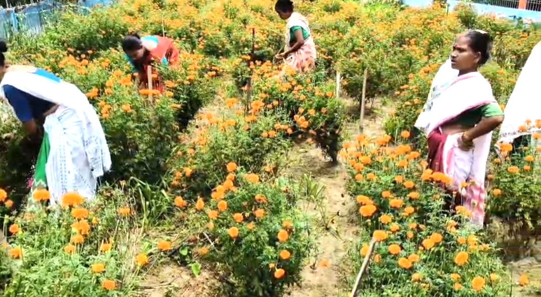 Jagiroad Marigold flower farming