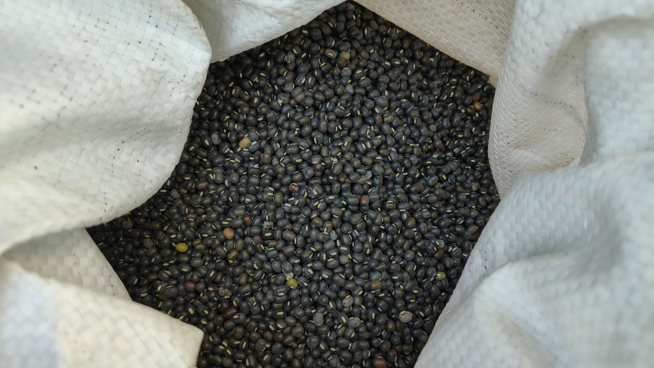 BLACK GRAM FARMING