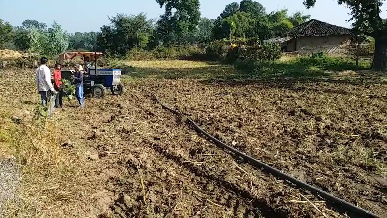 Shahdol Urad beans black Gram Farming