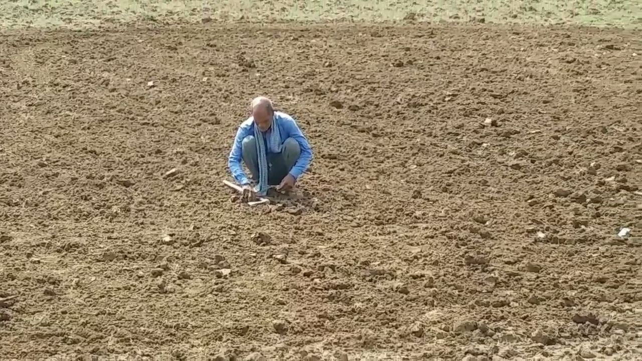 black Gram Farming need less water low cultivation cost