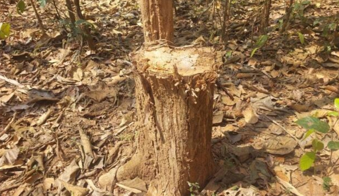 Raisen trees Felling