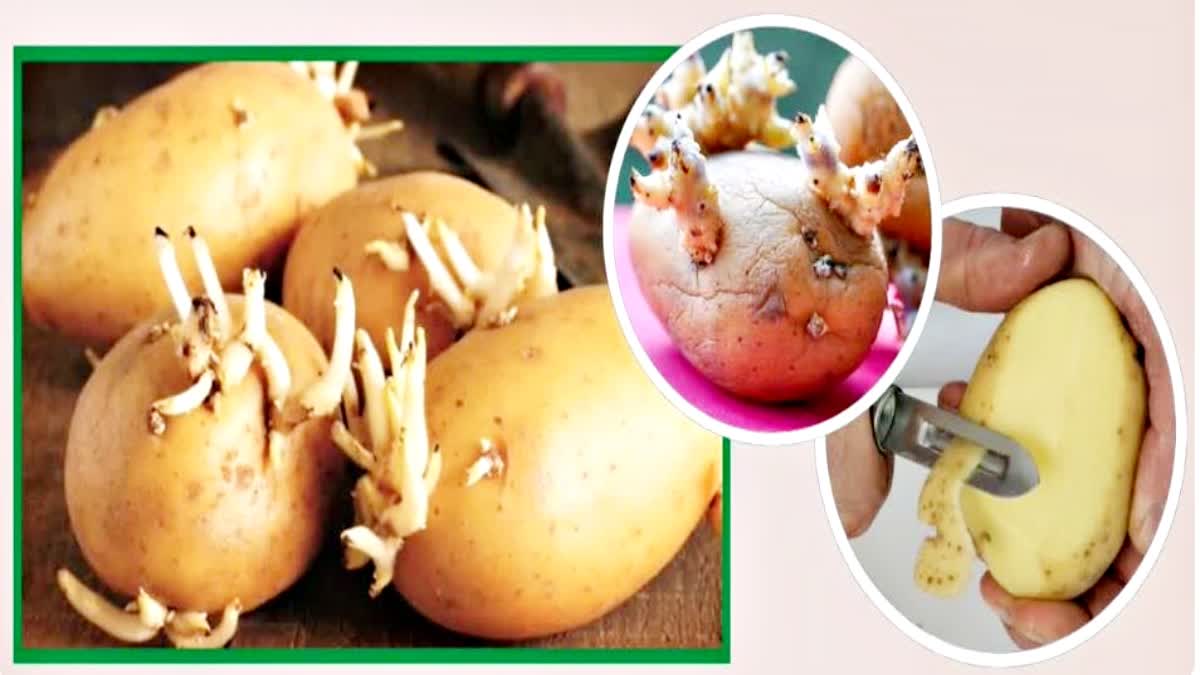 Potatoes sprout during the monsoon, is it safe to eat them? Find out what the experts say.