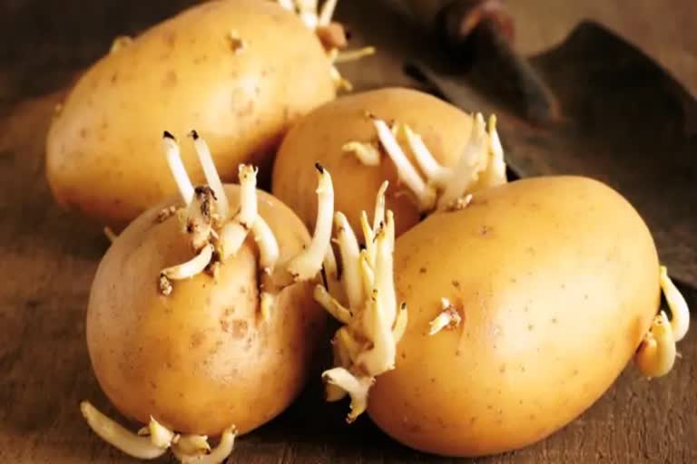 Potatoes sprout during the monsoon, is it safe to eat them? Find out what the experts say.