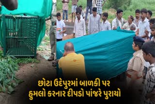 છોટા ઉદેપુરમાં 4 વર્ષની માસૂમ બાળકી પર હુમલો કરનાર દીપડો પાંજરે પુરાયો