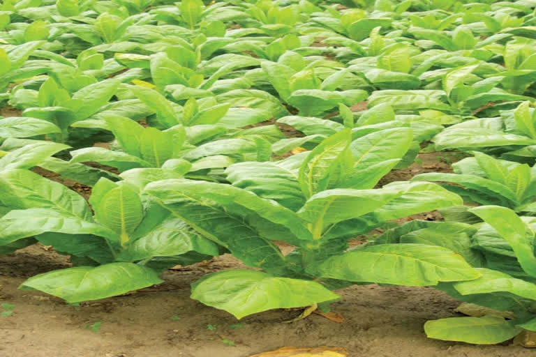 tobacco plant stem Community of soil bacteria saves wild tobacco plants from root rot