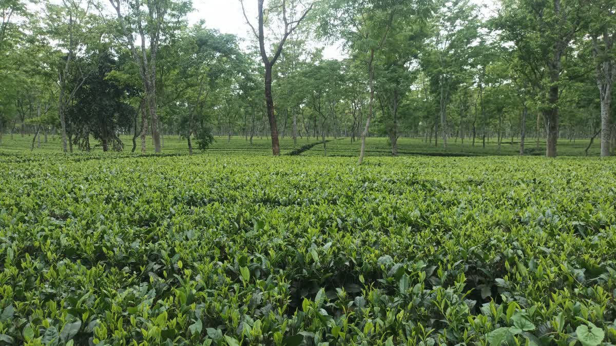 TEA GARDEN