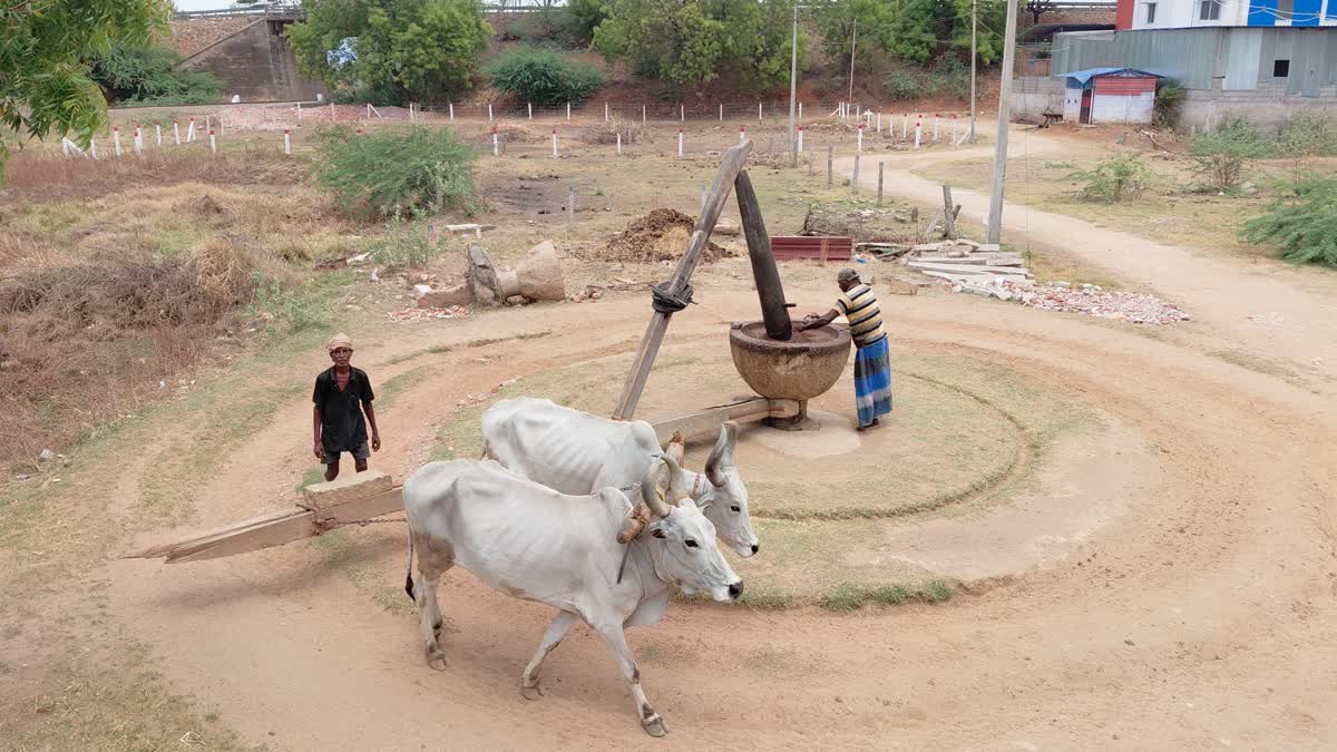 மாடுகளை வைத்து செக்கு இழுக்கும் காட்சி