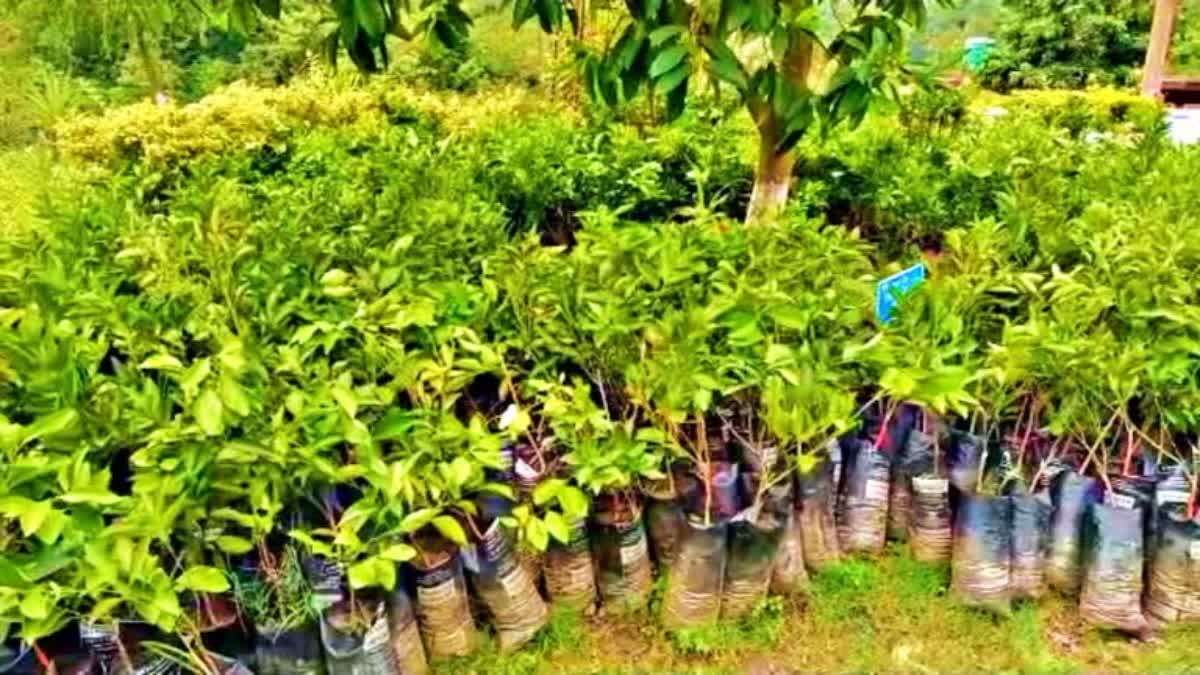 Horticulture Minister Jagat Singh Negi Held Review meeting
