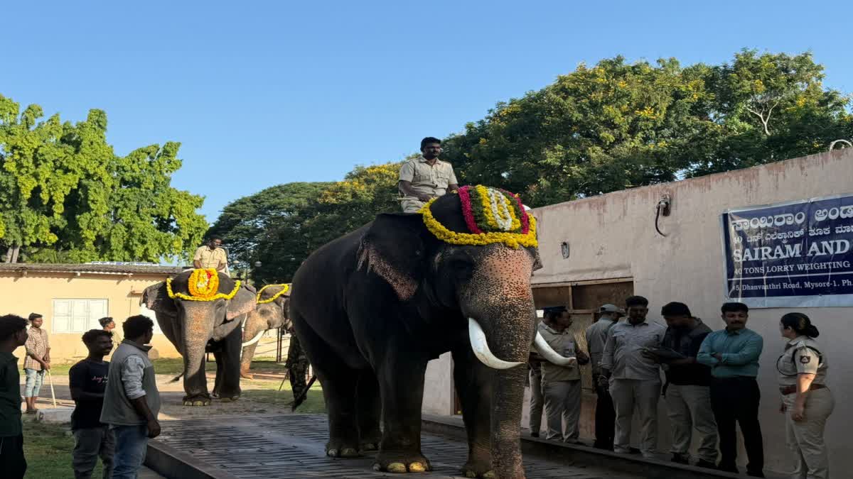 MYSURU ಮೈಸೂರು ದಸರಾ 2026  DASARA ELEPHANTS  ಜಂಬೂಸವಾರಿ ಗಜಪಡೆ