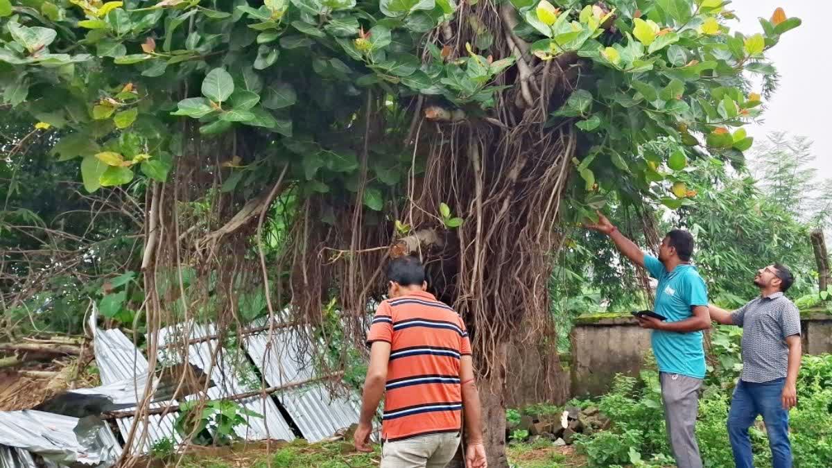 Teachers attend to the banyan tree in Asansol.