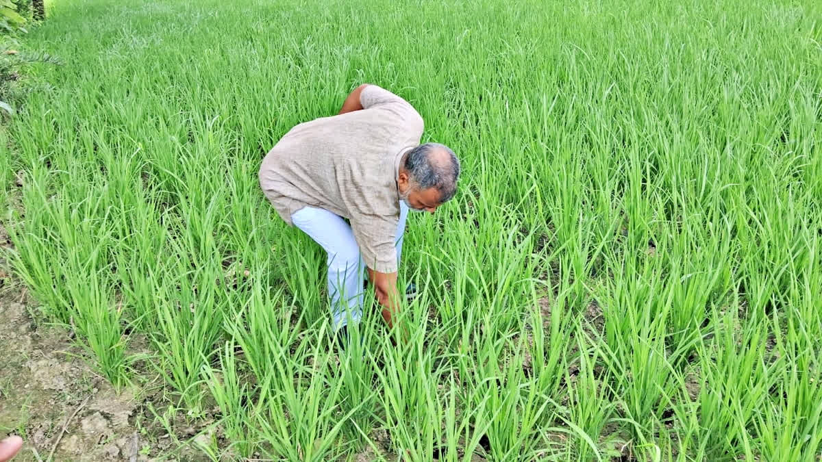 A farmer in Gaya has converted Buddha Rice cultivation into a profitable venture by resorting to natural farming and using cow-based inputs. Brijendra Choubey is a progressive farmer who runs a shelter for Gir cows in Matihani in Gaya.