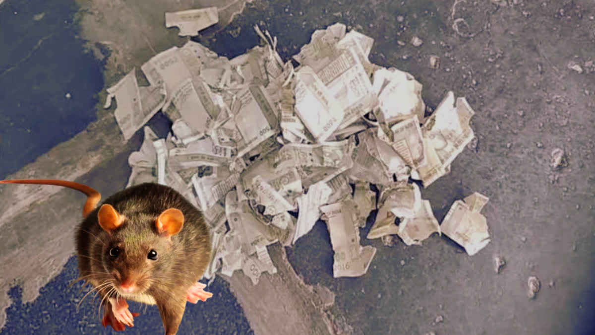 TIPS TO GET RID OF RATS AT HOME