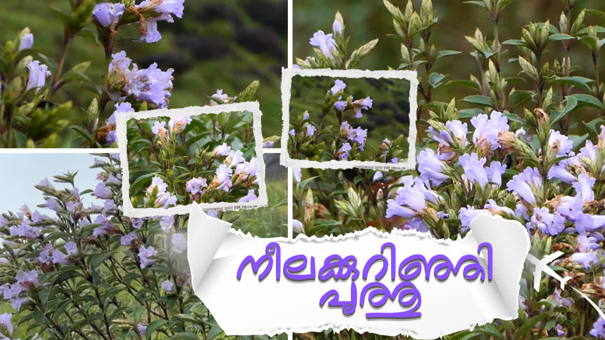 HEAVY PROTEST CHOKRAMUDI NEELAKKURINJI REVENUE DEPARTMENT PEOPLE PROTEST TOURISM CHOKRAMUDI
