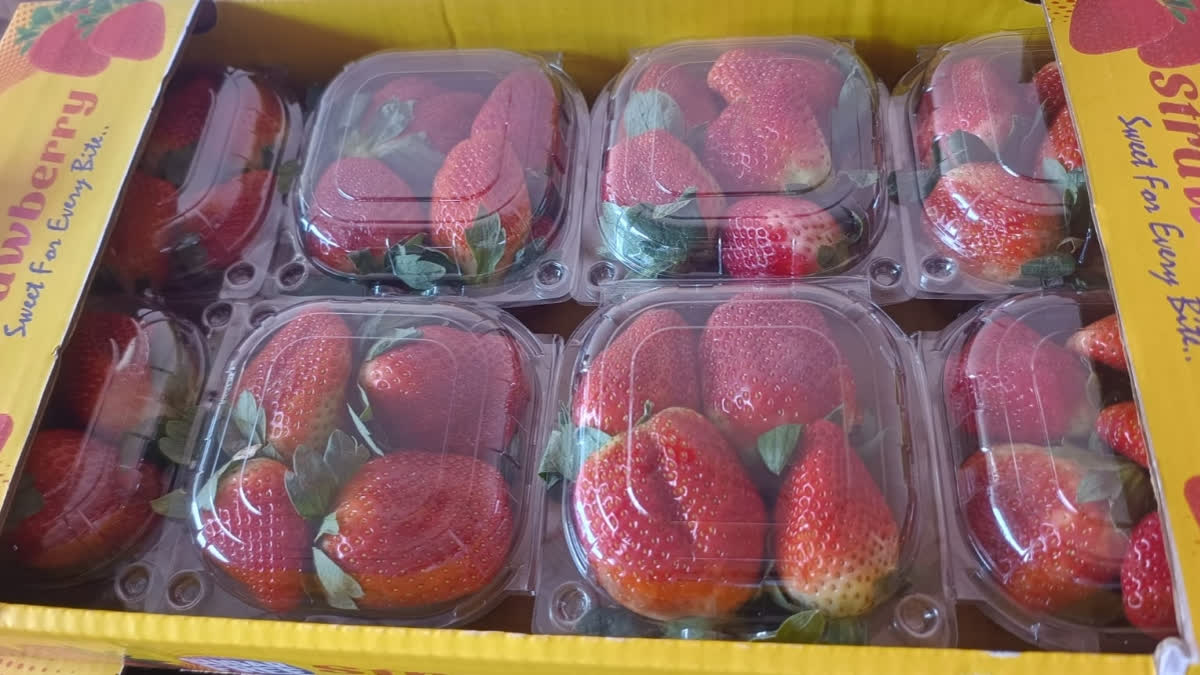 Success Story: Alwar Youth Takes To Hi-tech Farming To Cultivate Strawberries Success Story: Alwar Youth Takes To Hi-tech Farming To Cultivate Strawberries