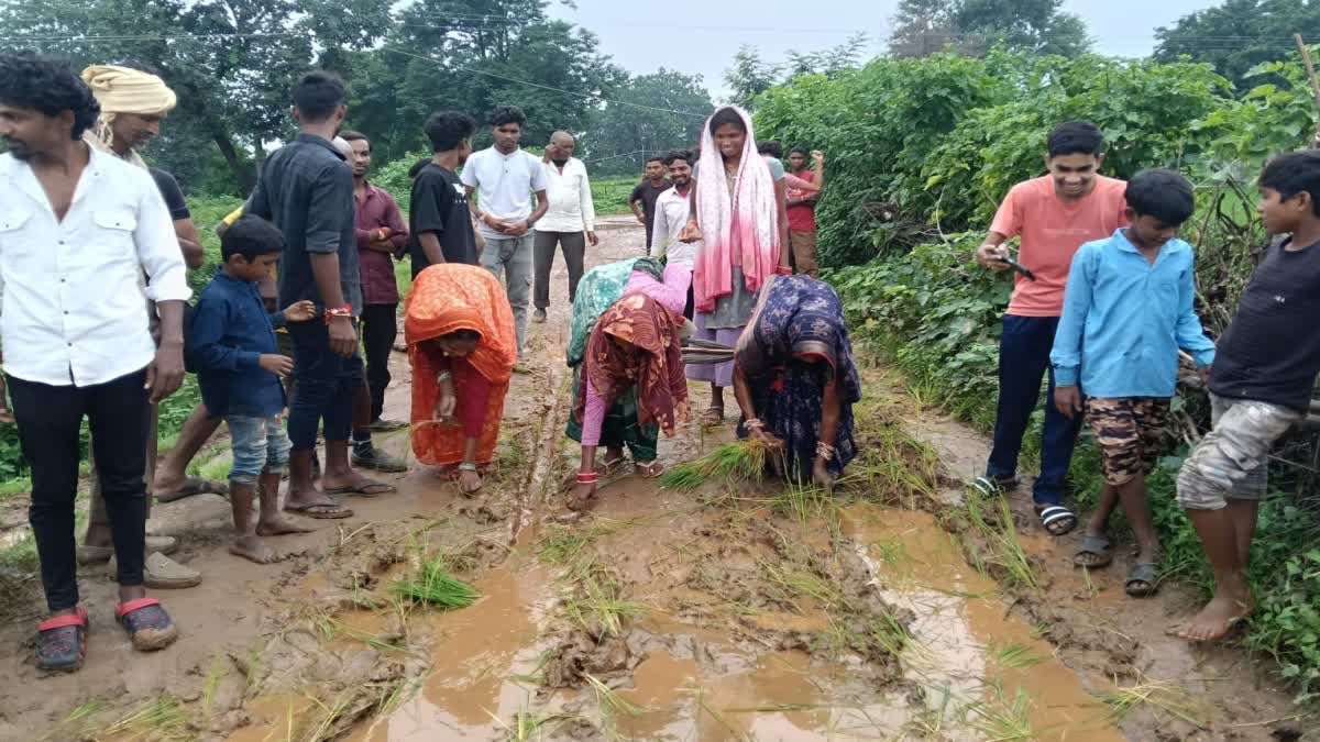 Umaria Paddy planted on road