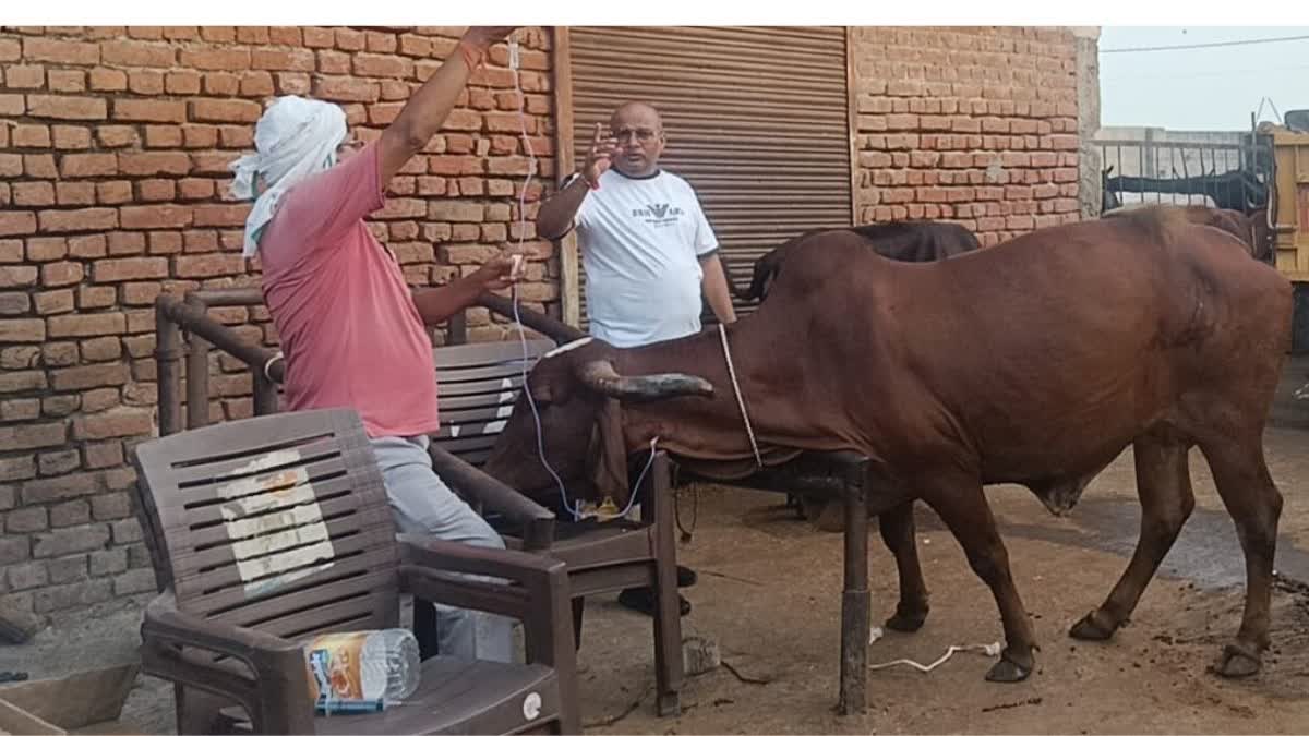 गोवंश का उपचार जारी