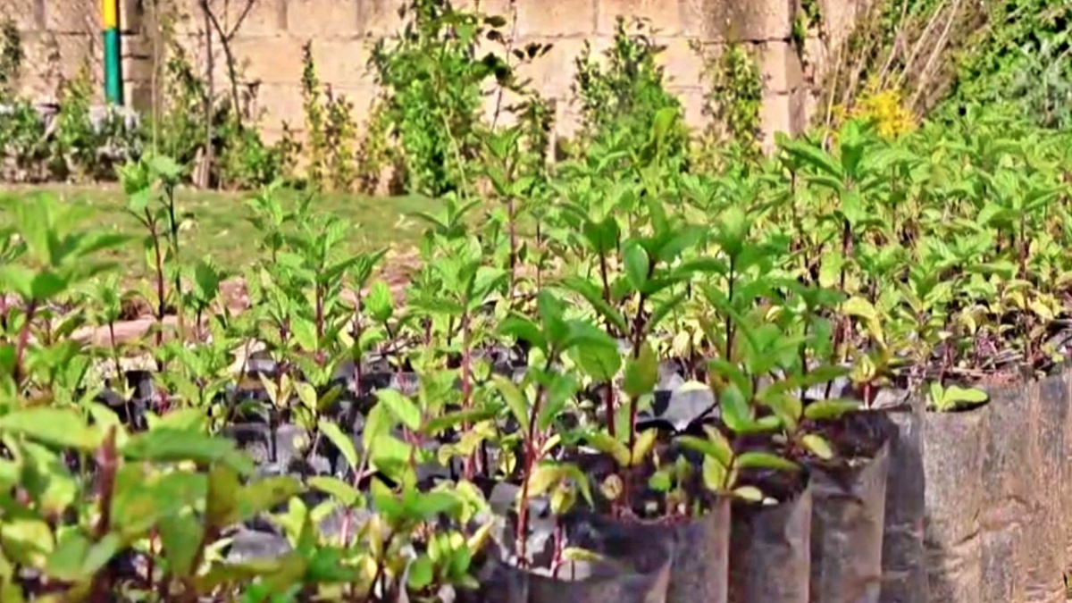 Plants in nursery