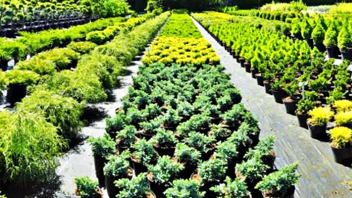 Plants in nursery