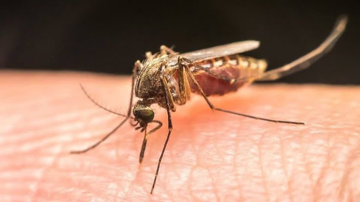 special team to review the malaria situation in State Malkangiri in focus