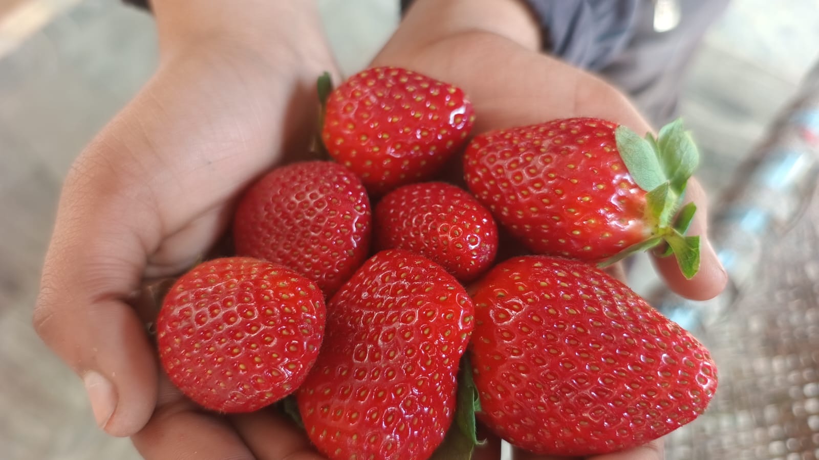 Alwar Youth Takes To Hi-tech Farming To Cultivate Strawberries