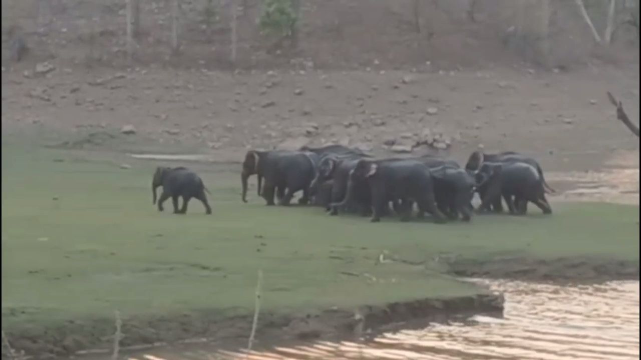 Gaj Rakshak App Madhya Pradesh