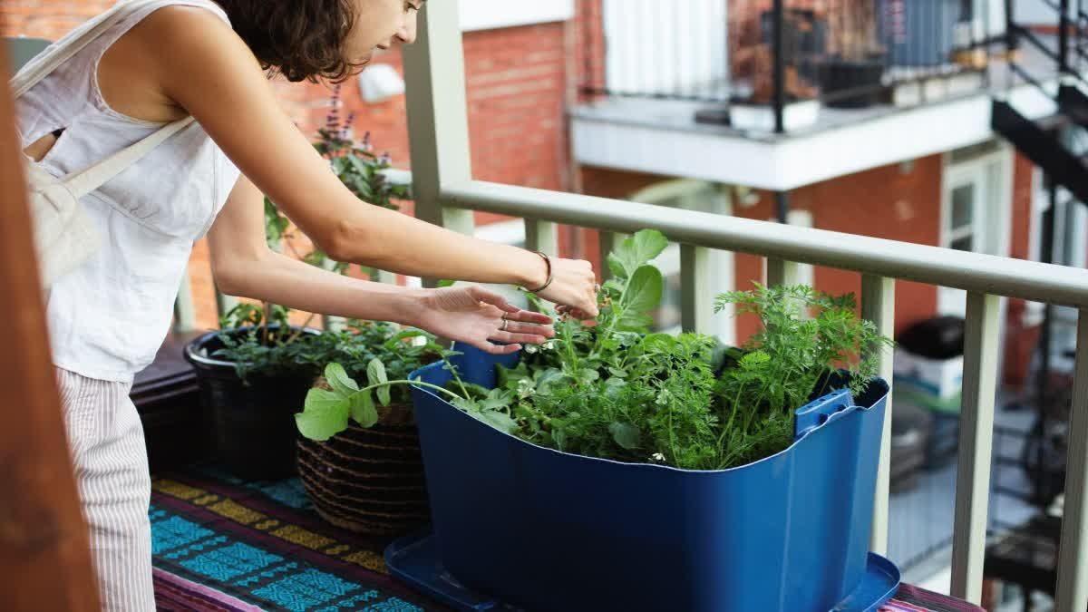 Woman touching the plant in her balcony garden