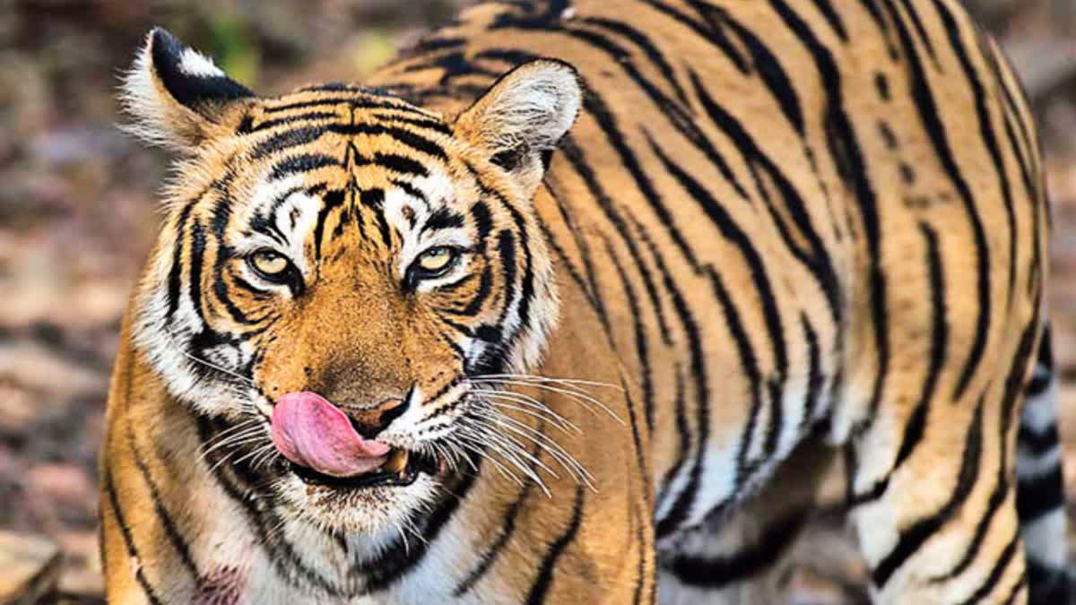 అడవుల్లో పెద్దపులులను పలకరిద్దామా! - విద్యార్థులు, ప్రకృతి ప్రియులకు ...