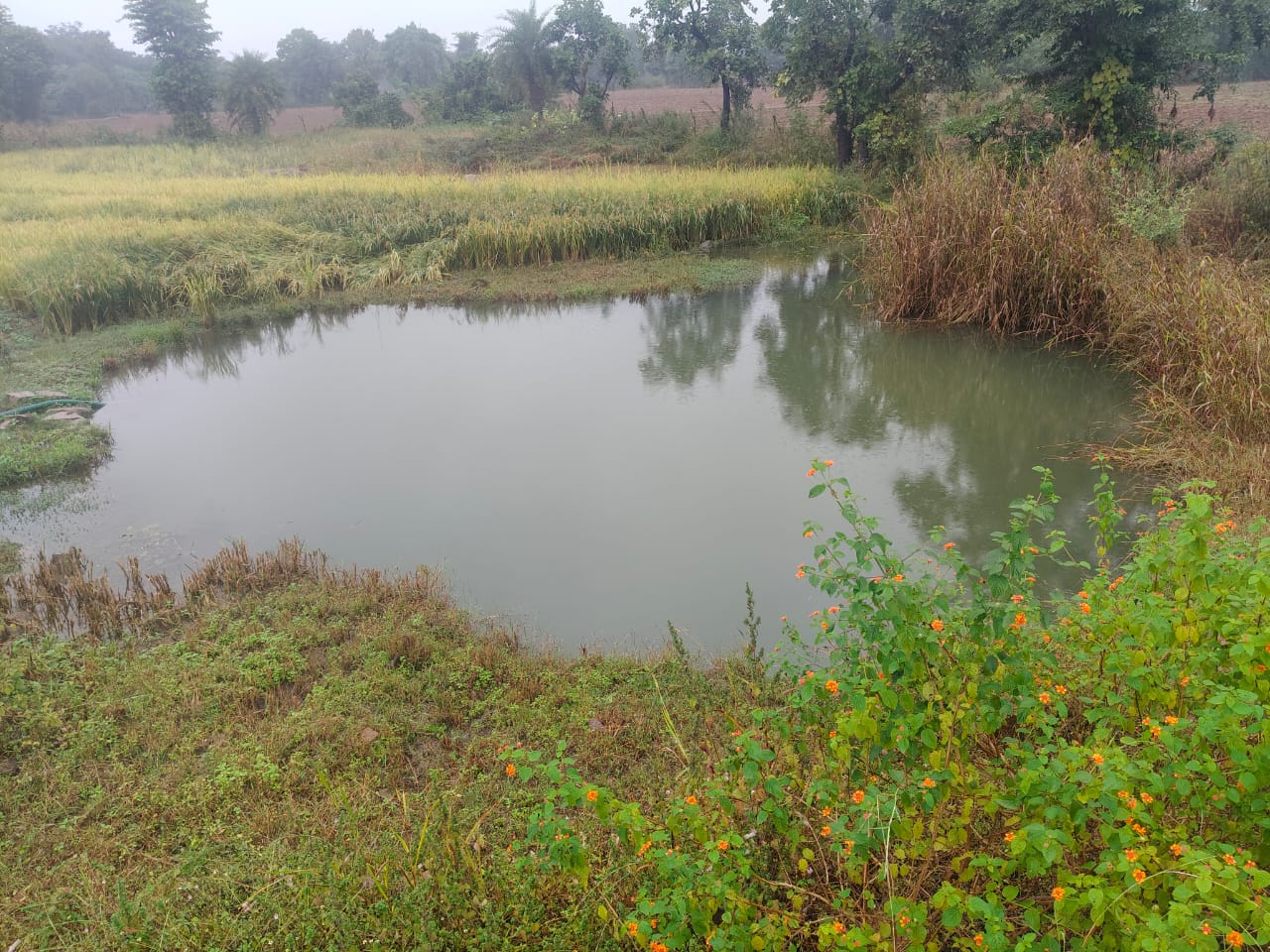 The Pond That Was Built By Hands! How An Elderly Couple From Madhya Pradesh Turned Barren Land Into Green Gold