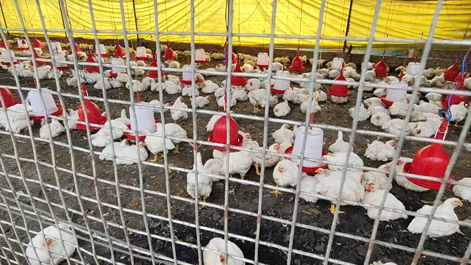 ऊषा का पोल्ट्री फार्म.