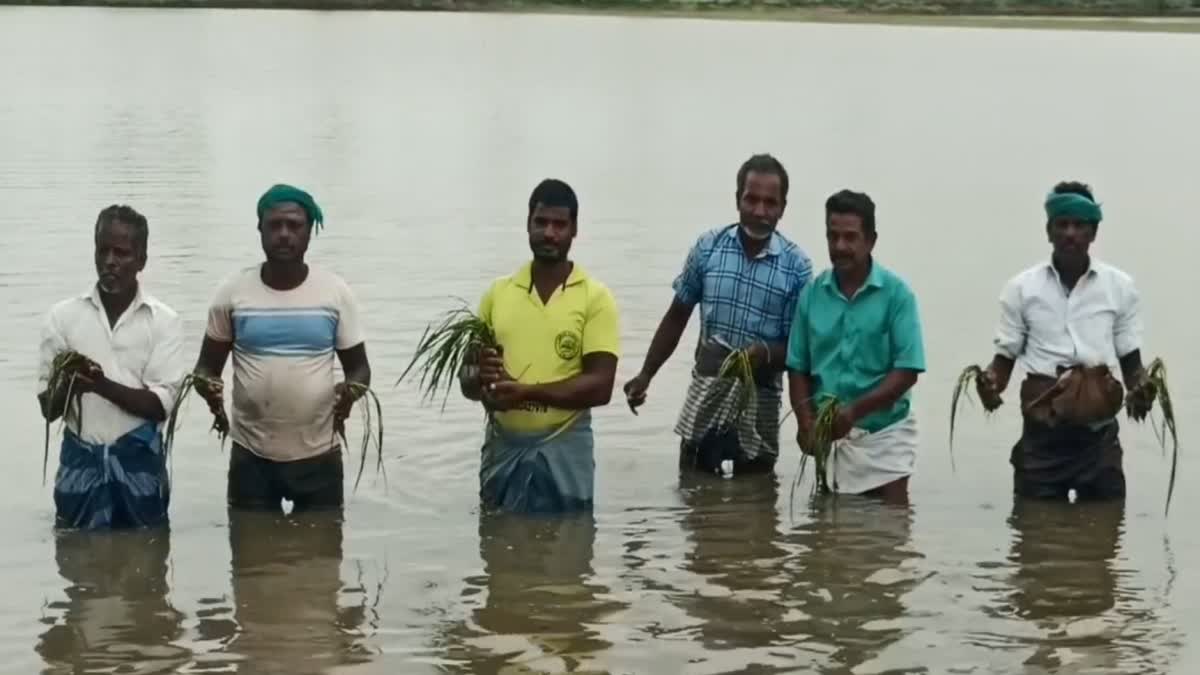 டிட்வா புயலால் நீரில் மூழ்கிய 60 ஆயிரம் ஏக்கர் சம்பா பயிர்கள் - மயிலாடுதுறை விவசாயிகள் வேதனை