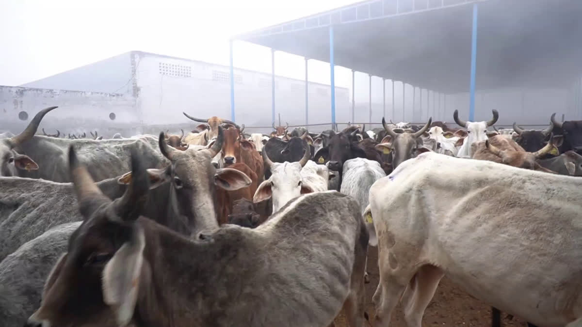 Cows Cremation in Biogas Plant