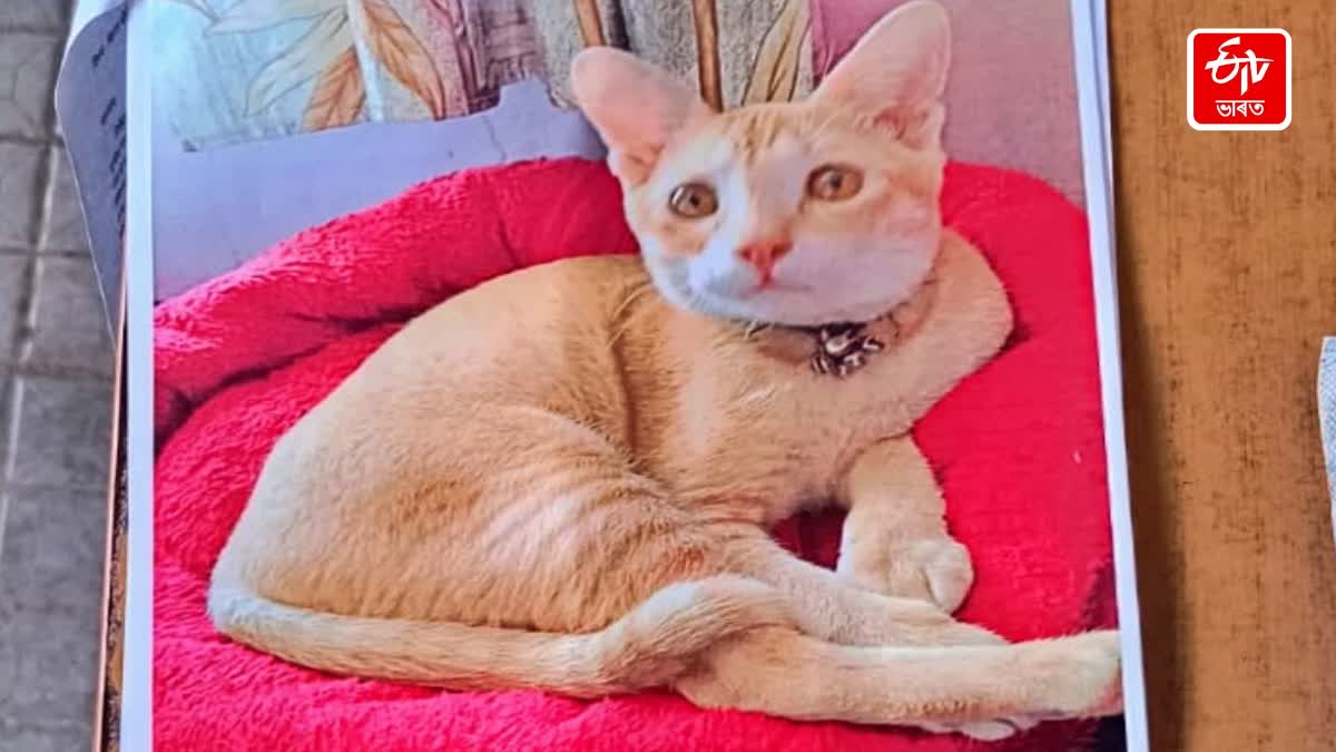 Cat Stolen In Motihari Victim Arrives To Lodge FIR Police Searching For Cat