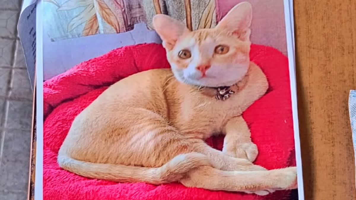 Cat stolen in bihar