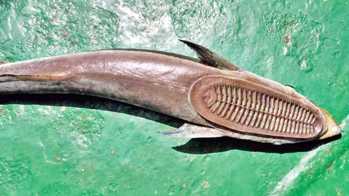 Variety Fishes Found at Anakapalli and Visakha Marine