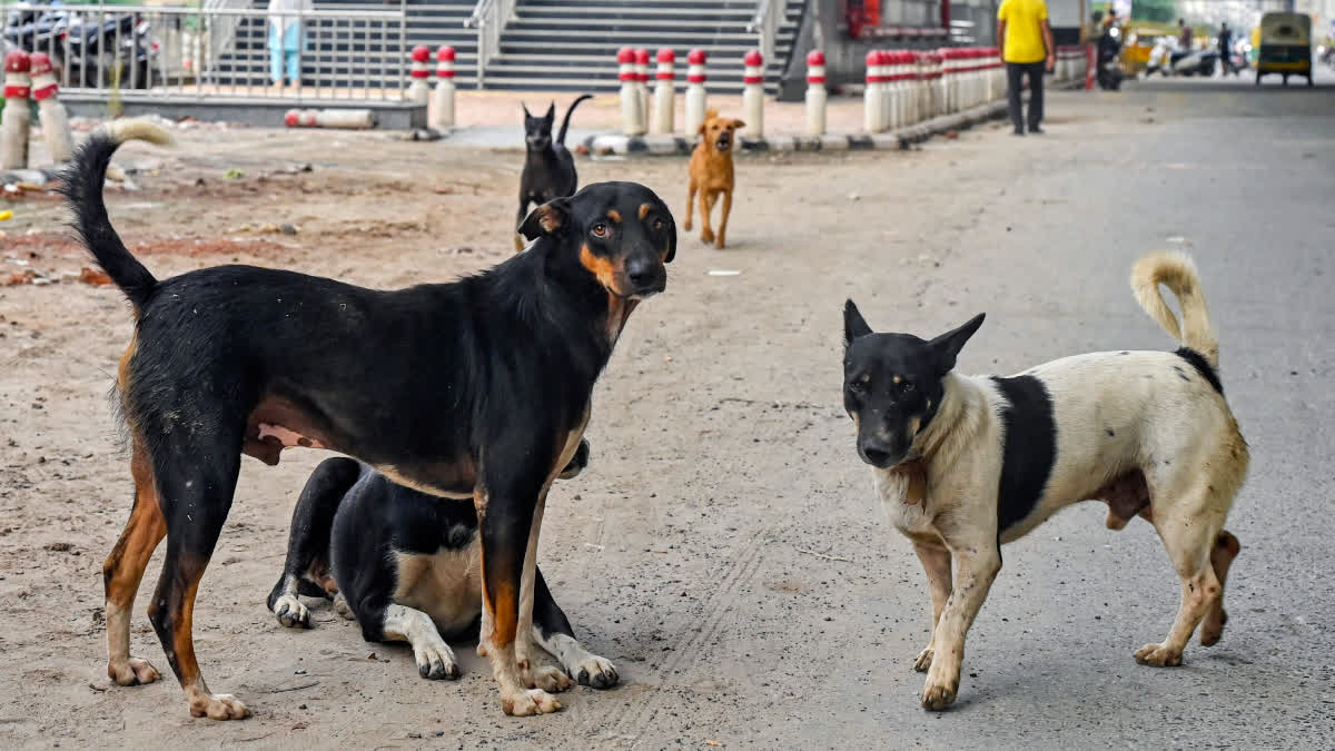 Stray Dogs
