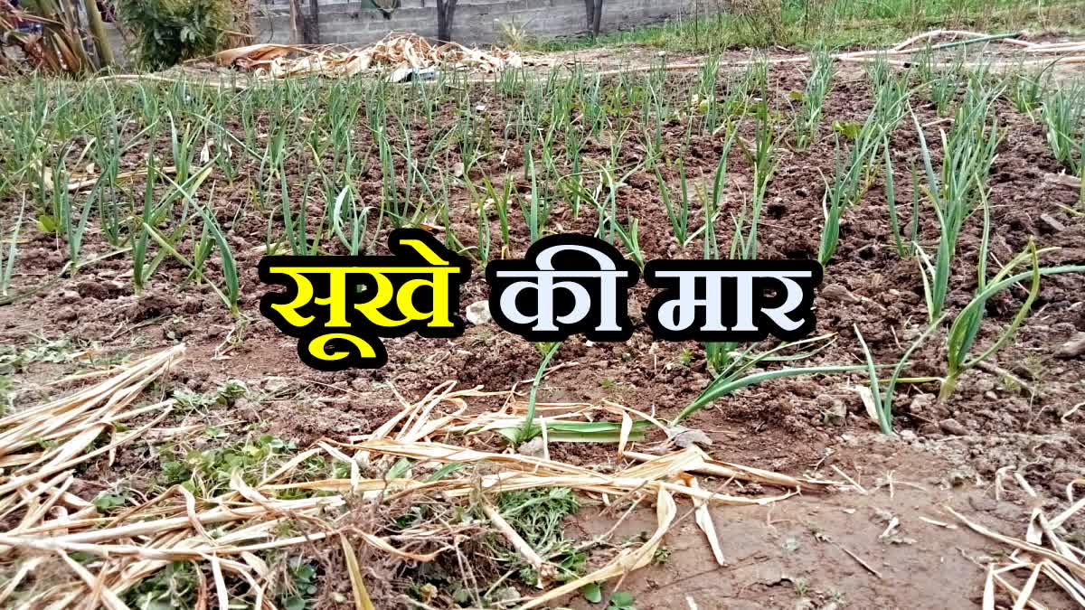 KULLU NO RAIN CROP SOWING AFFECTED